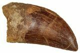 Serrated, Carcharodontosaurus Tooth - Real Dinosaur Tooth #341345-1